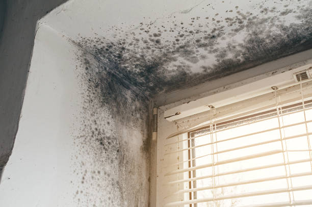 Trusted Crawl Space Mold Removal service in Marysville, MI - Cheap Mold Removal