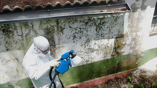 Trusted Mold Testing service in Marysville, MI - Cheap Mold Removal